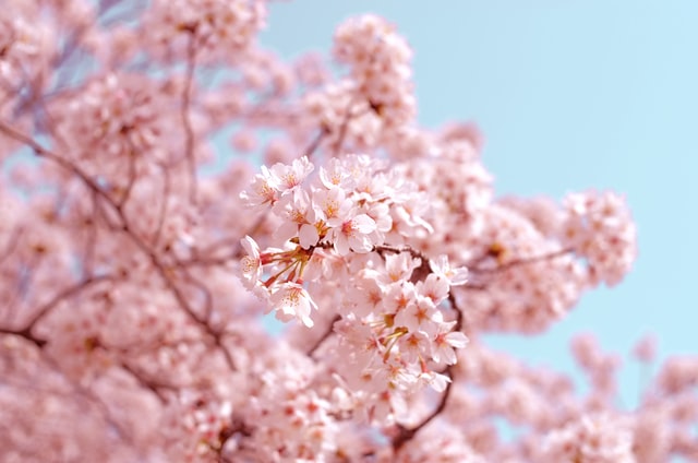 Pink blossom on tree branches in front of a blue sky.